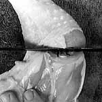 cut joint below fat seam