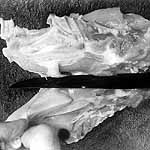 place breast skin side down