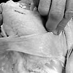 take wing and breast in hand and place fingers on keel bone