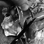 remove keel bone