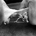 pull quarters apart