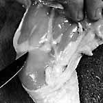 separate thigh and drumstick
