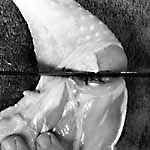 cut off drumstick