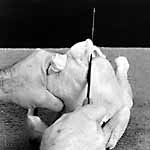 stand carcass on neck