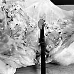 cut through cartilage