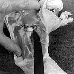 Cut skin to expose hip joint